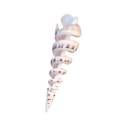 Concha Terebra Turietella Cortado