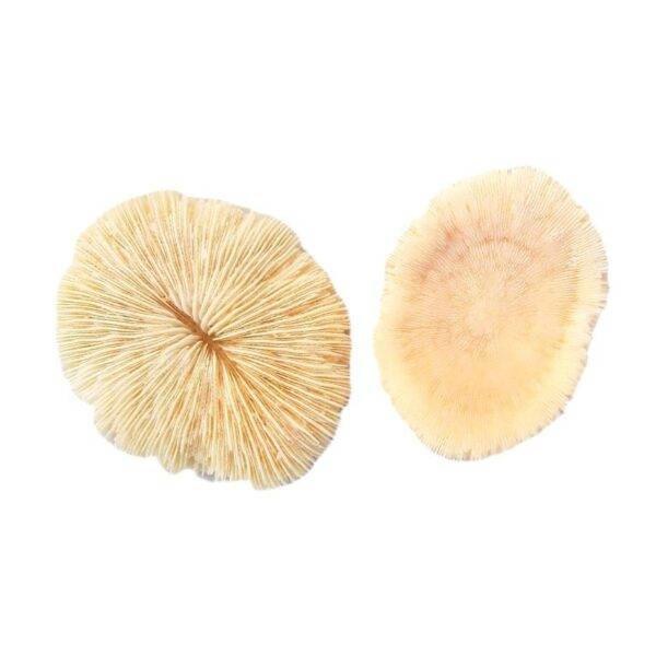 Coral Cogumelo Lobactis Scrutaria 7-9cm