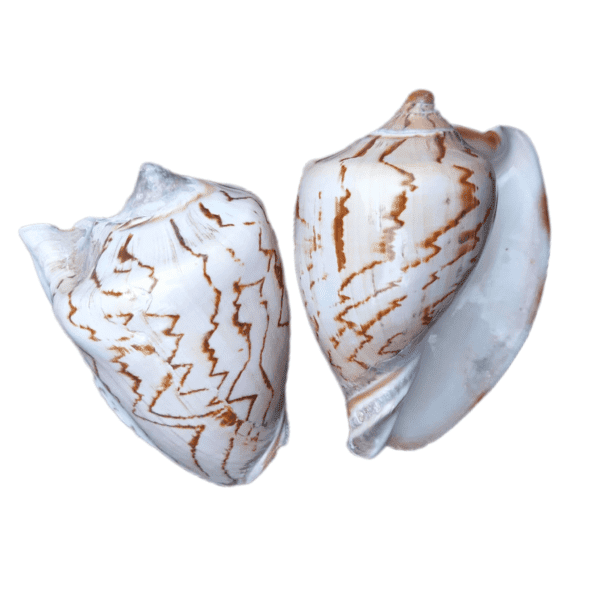 Concha Cymbiola Nobilis Voluta