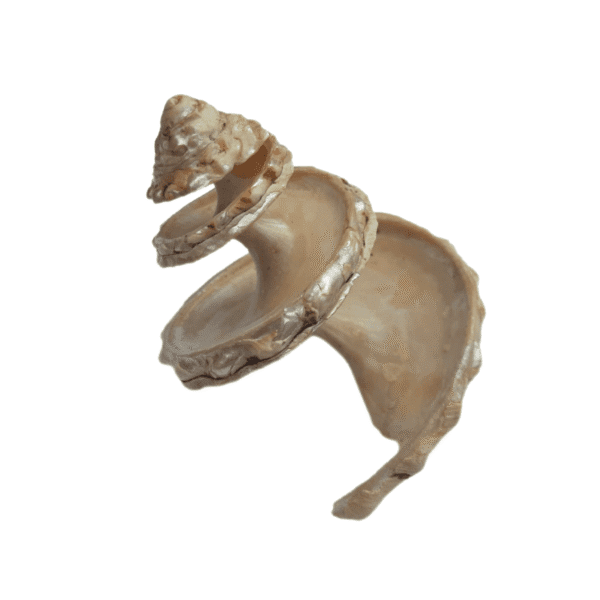 Concha Astraea Undosa Cortada XL