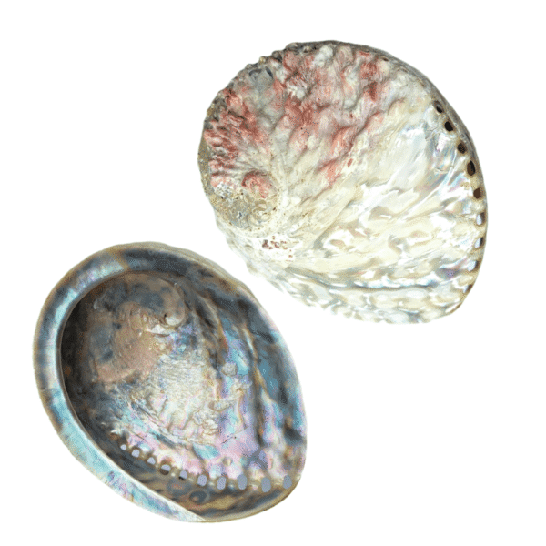 Concha Abalone Branca 16-18cm