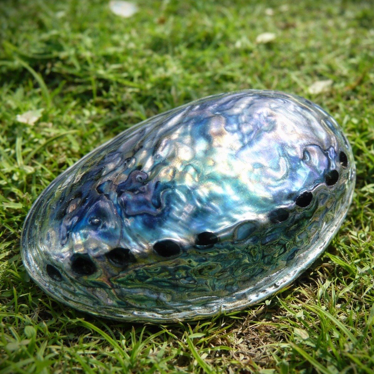 Concha Abalone Haliotis Polida