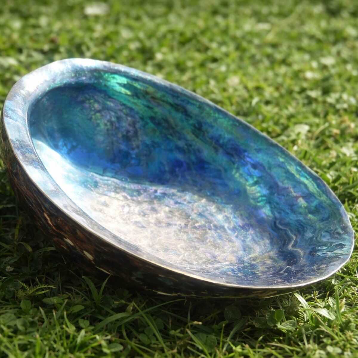Concha Abalone Haliotis Polida
