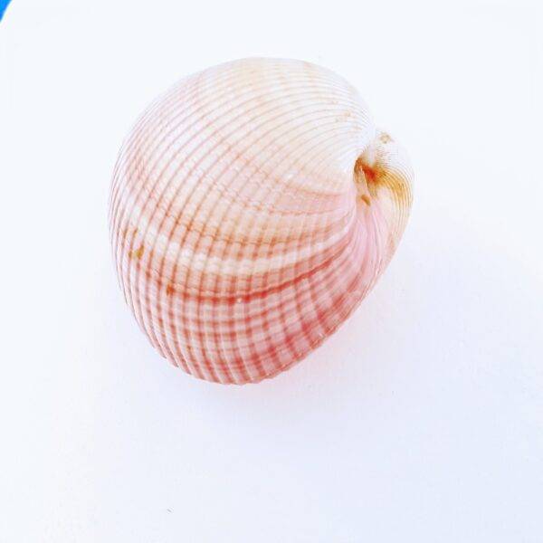 Concha Cardium Pair 6-7 cm