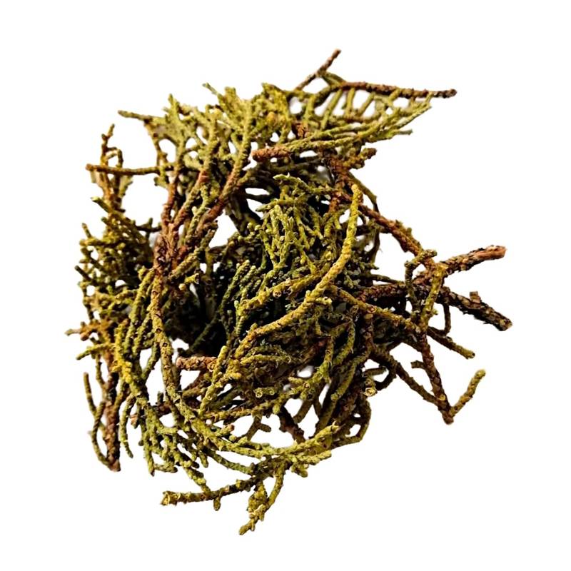 Folhas de Juniper