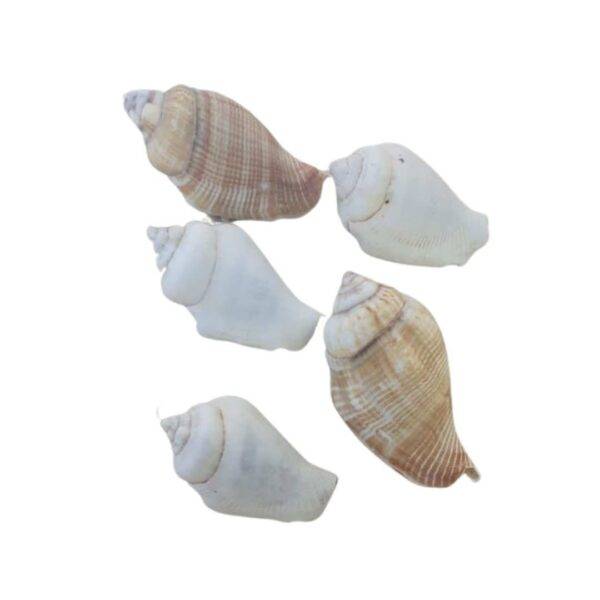 Concha Strombus Gibberulus