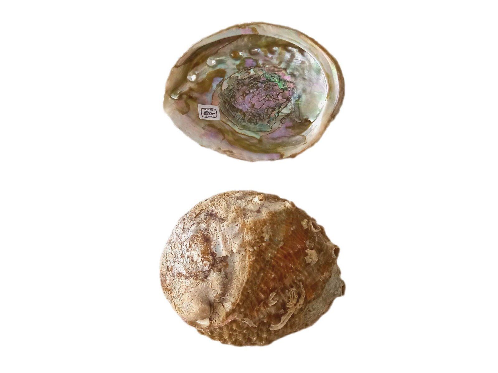 Concha Abalone Verde