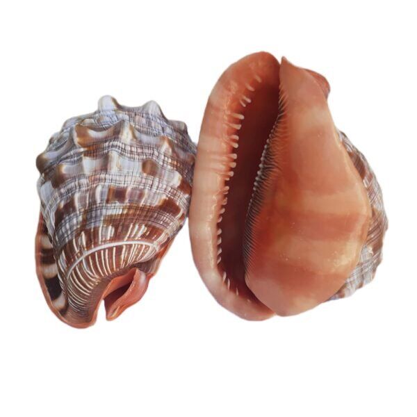 Concha Cassis Rufa