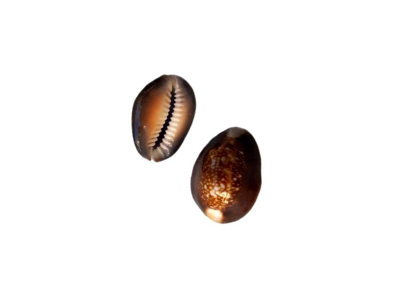 Concha Cypraea Monetaria CaputSerpentis