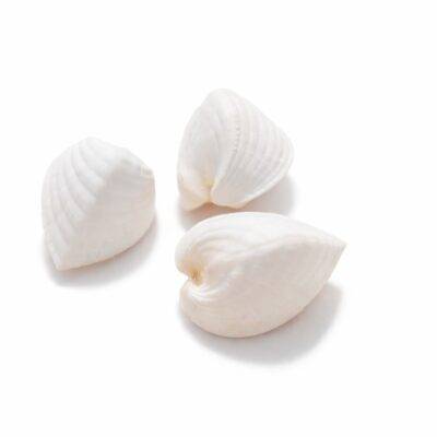 Concha Cardium Unedo