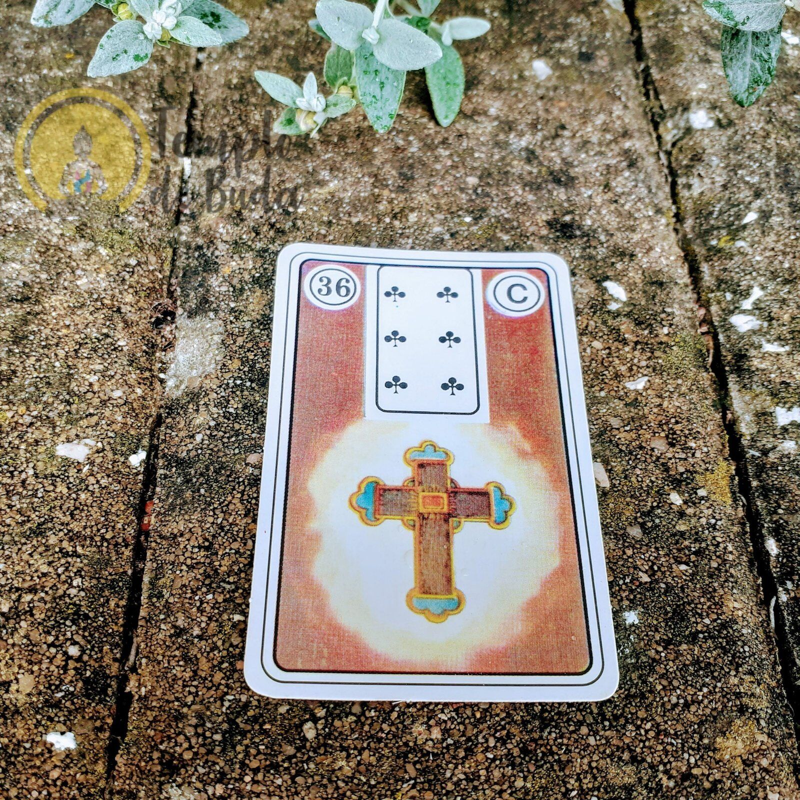 Baralho Cigano Lenormand Cigana da Sorte em Português