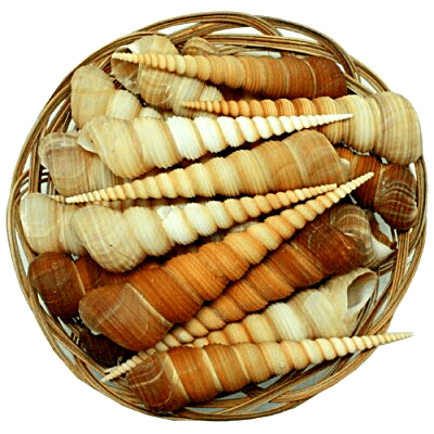 Concha Terebra Turietella