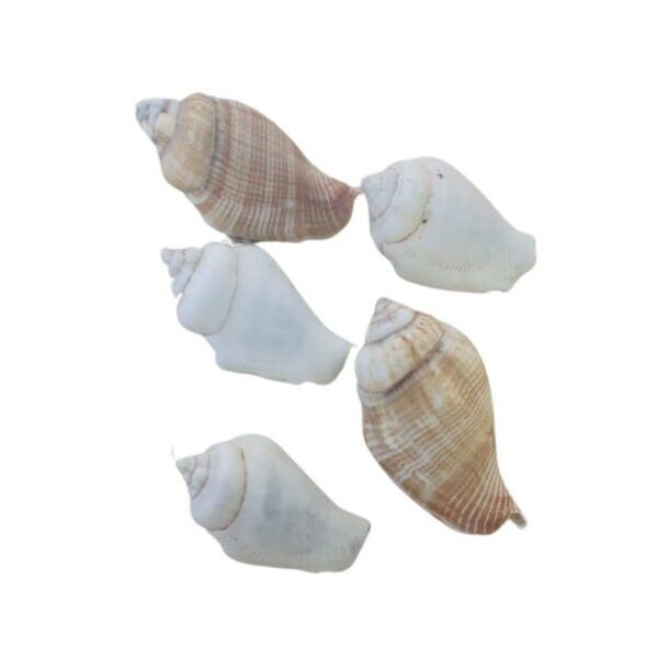 Concha Strombus Gibberulus