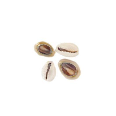 Buzio Cypraea Annulus Aberto