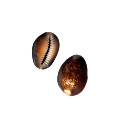 Concha Cypraea Monetaria CaputSerpentis