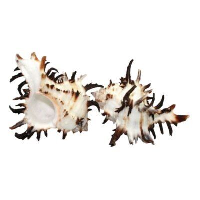 Concha Murex Endivia