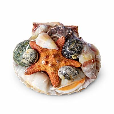 Concha Decorativa Natural Estrela do Mar e Conchas