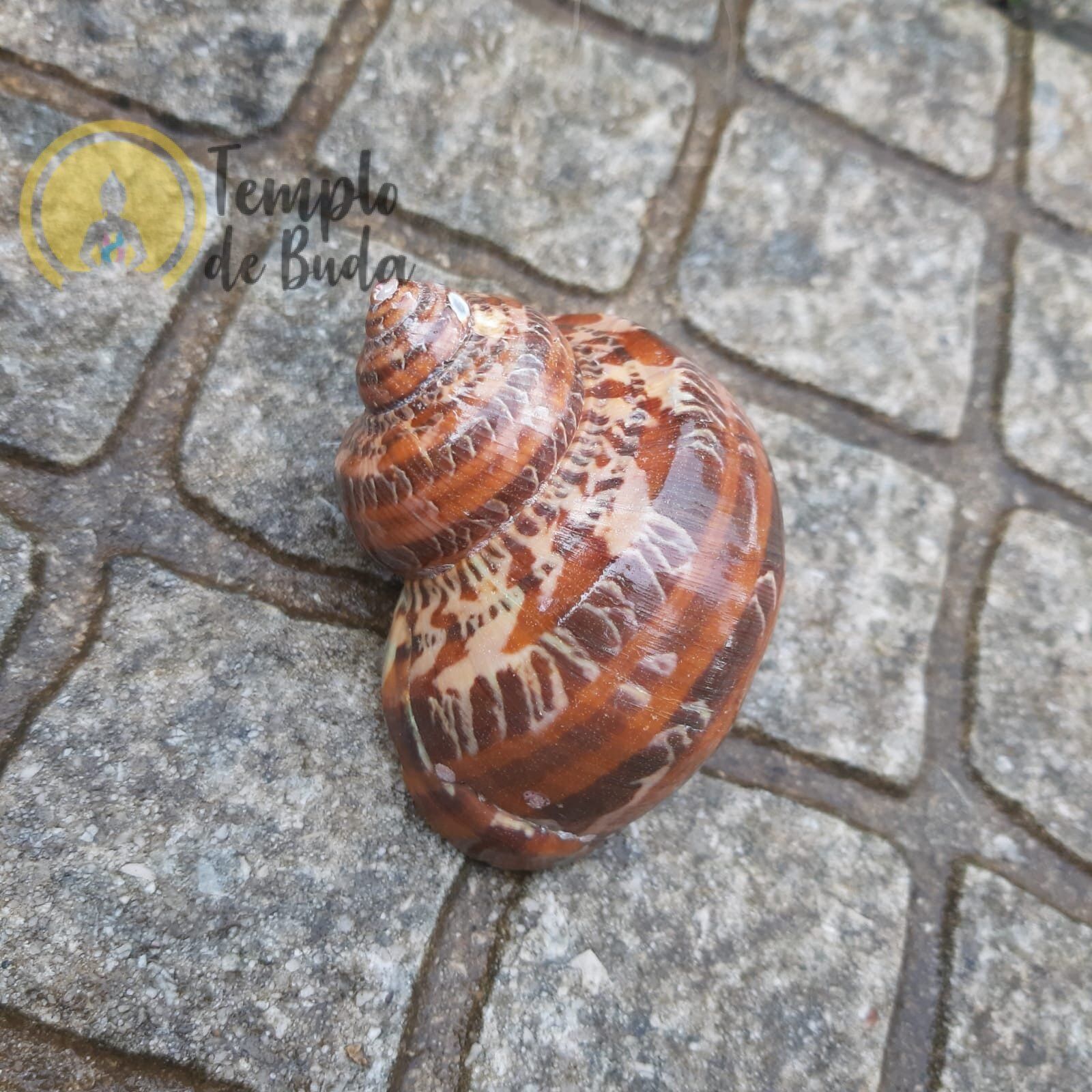 Concha Turbo Petholatus