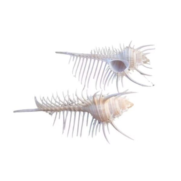 Concha Murex Pecten