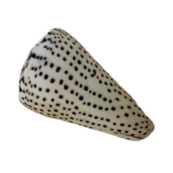 Conus Marmoreus 6-8cm