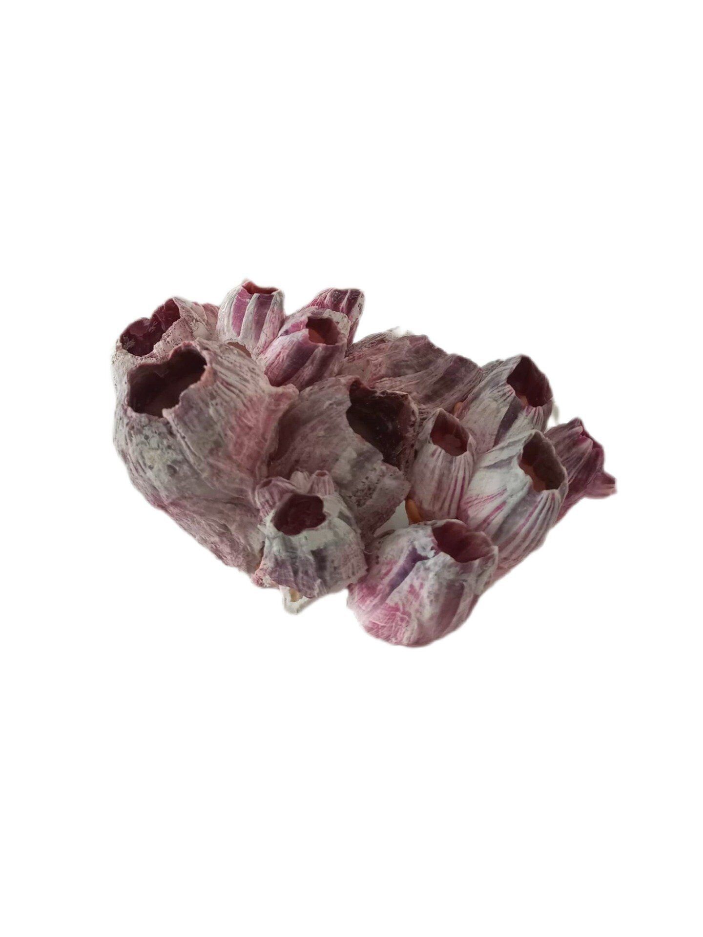 Cracas de Concha 19cm