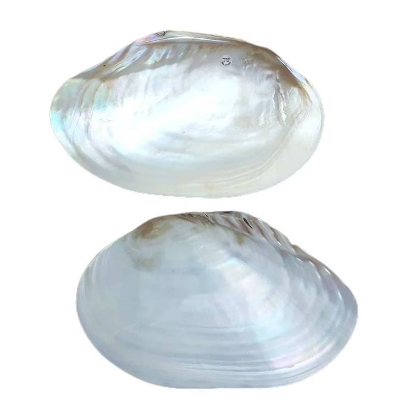 Concha Panopea Generosa
