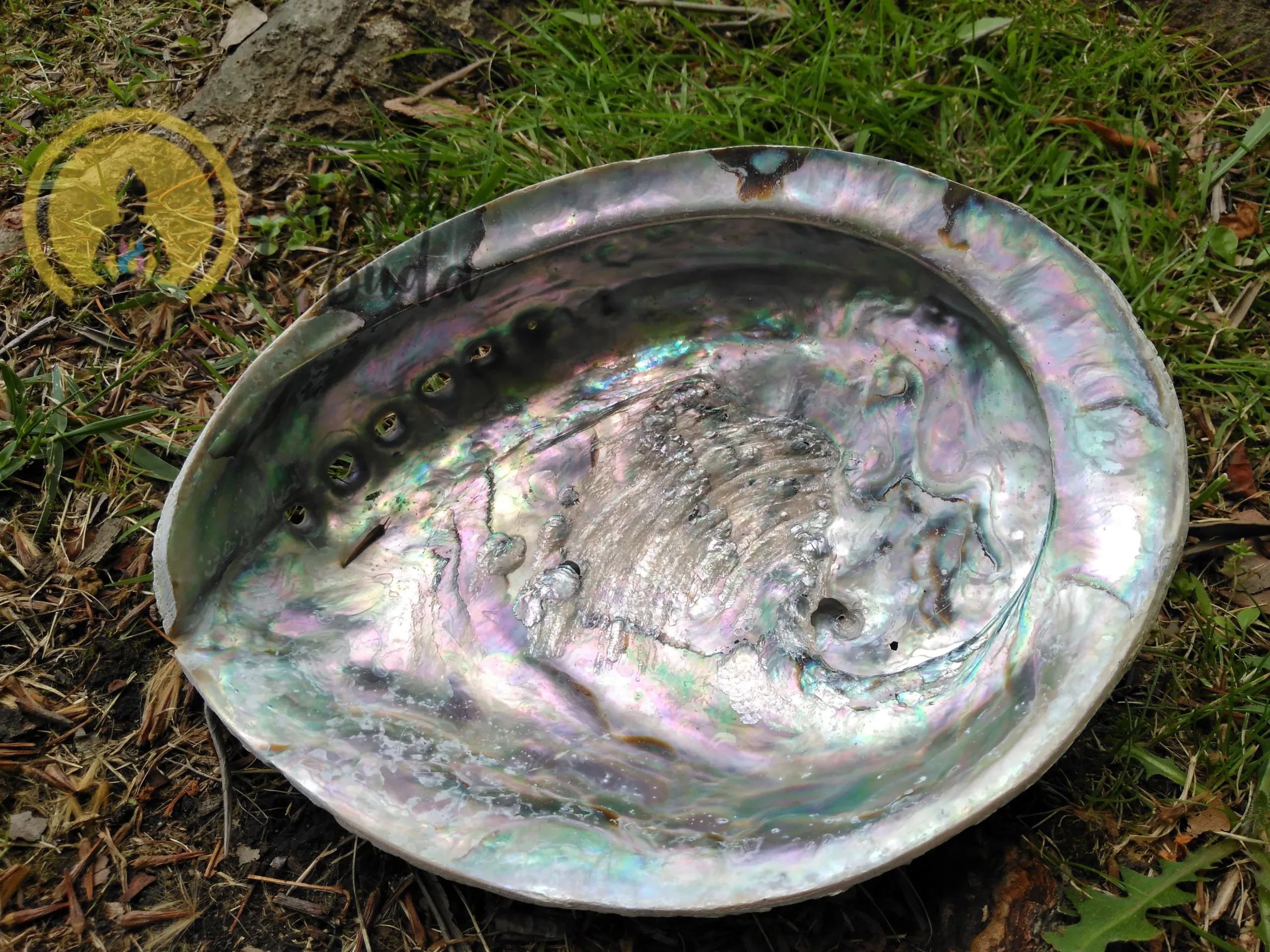 Abalone Concha XL 16-18 cm