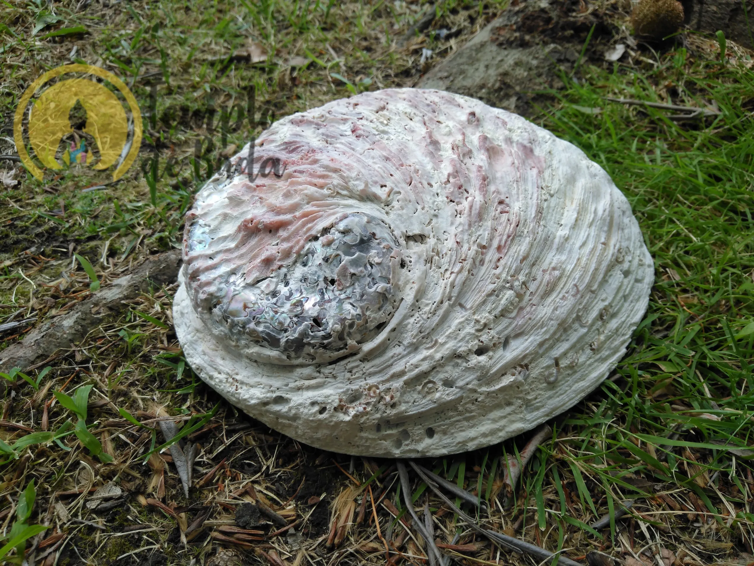 Abalone Concha XL 16-18 cm