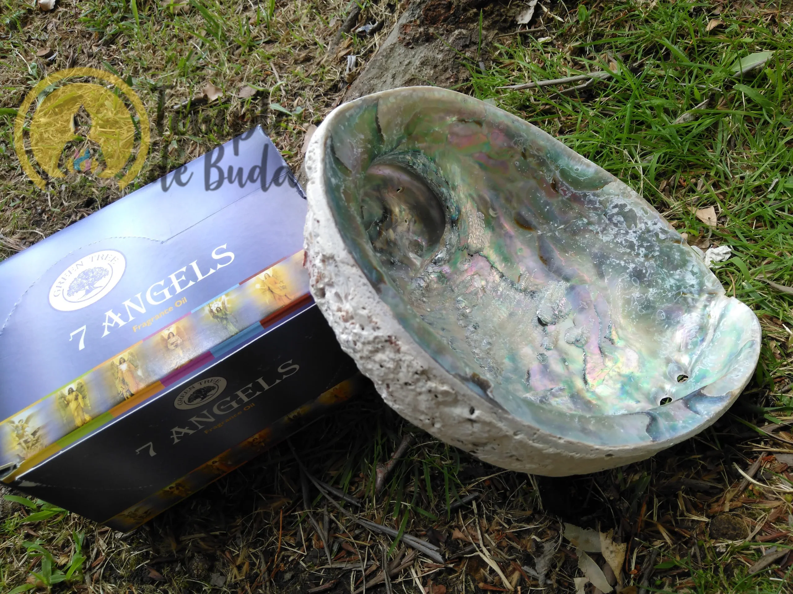 Abalone Concha XL 16-18 cm