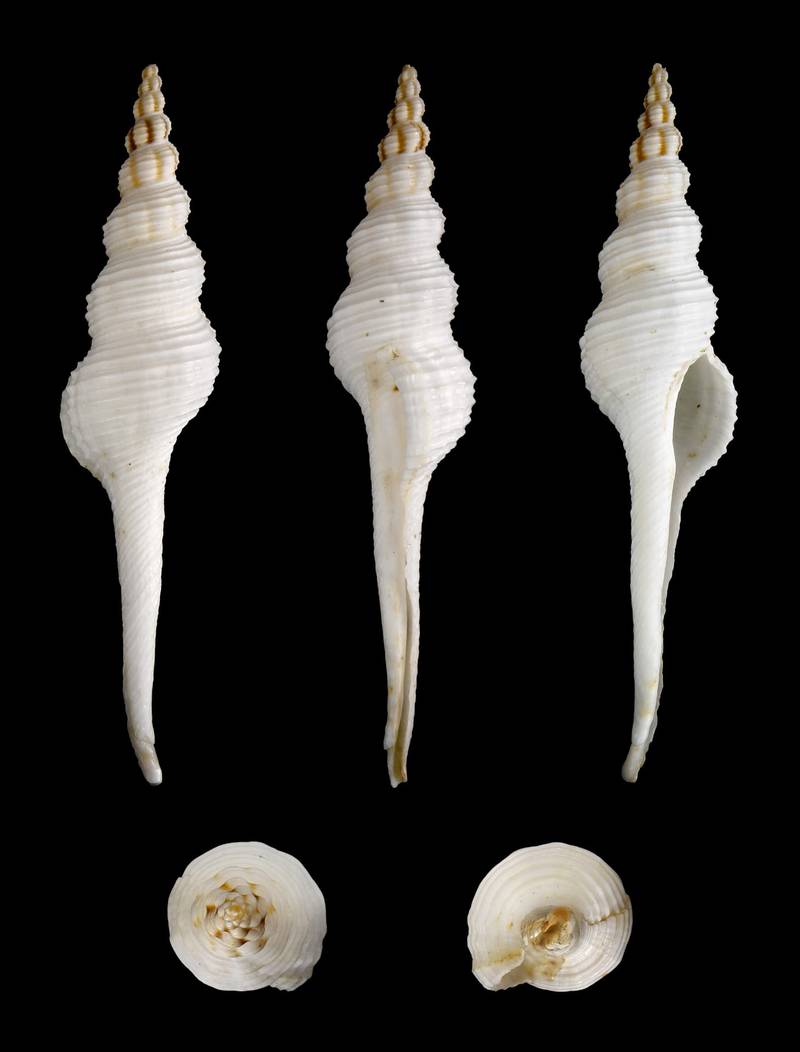 Fusus Calos 10-12cm - Image 3