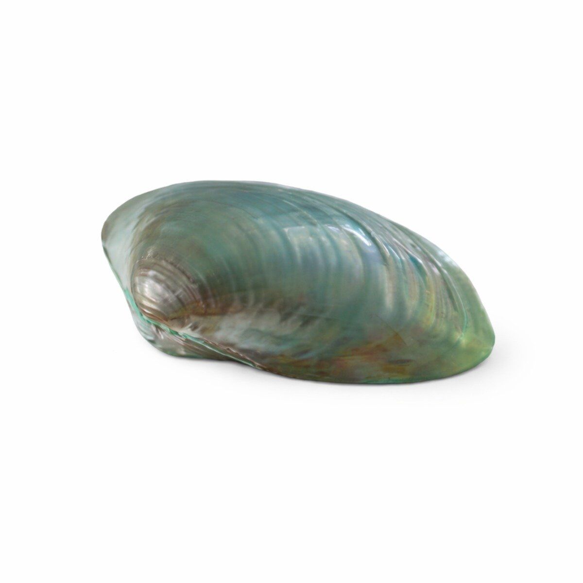 Concha Cristaria Plicata