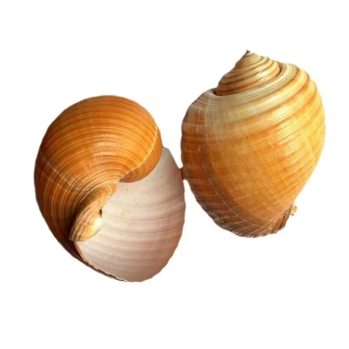 Concha Tonna Cepa