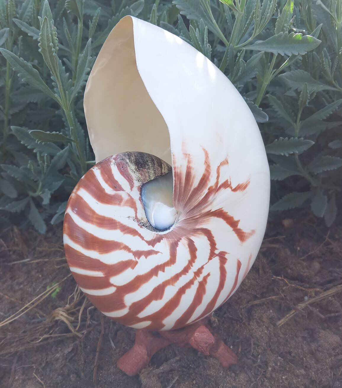 Concha Nautilus Tigre 14-16 cm