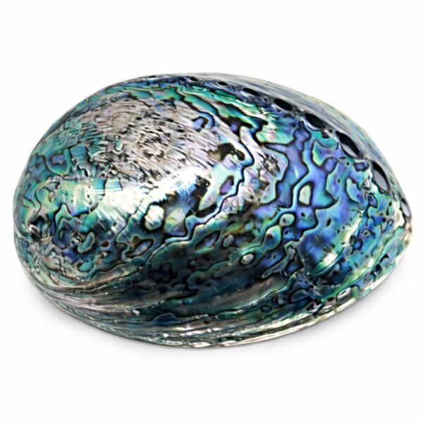 Concha Abalone Haliotis Polida