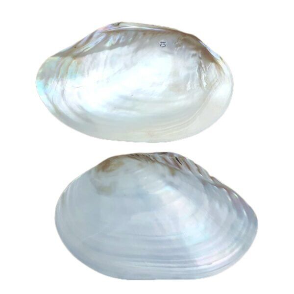 Concha Panopea Generosa