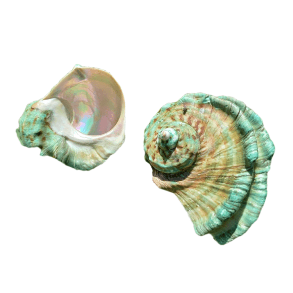 Concha Turbo Marmoratus Natural 14-16cm