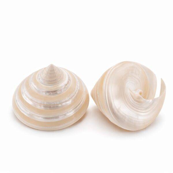 Concha Trochus Niloticus Cortado