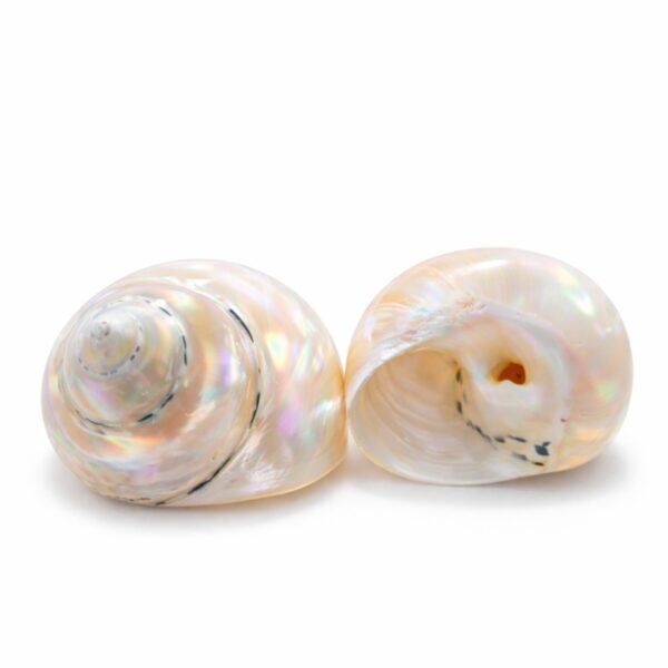 Concha Cittarium Pica Madre Perola