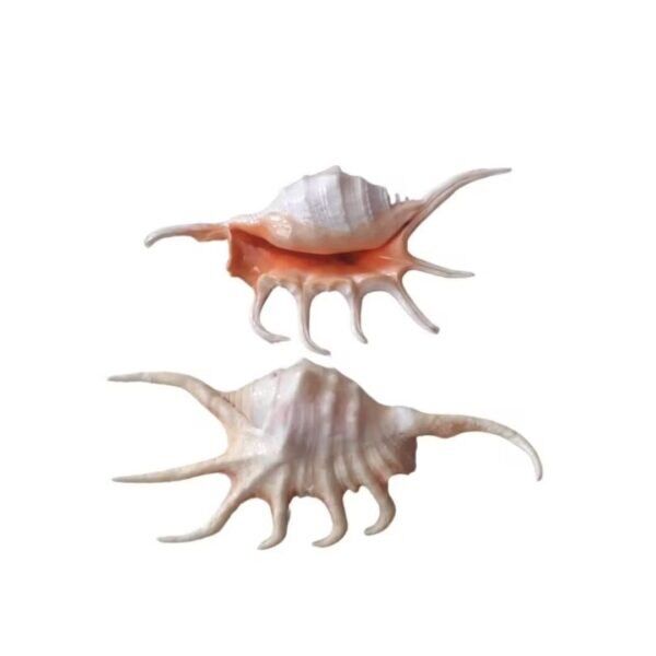 Concha Lambis Scorpio Laranja