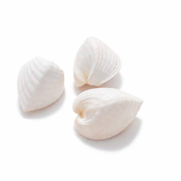 Concha Cardium Unedo