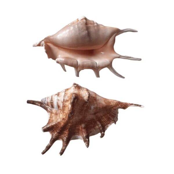 Concha Lambis Lambis