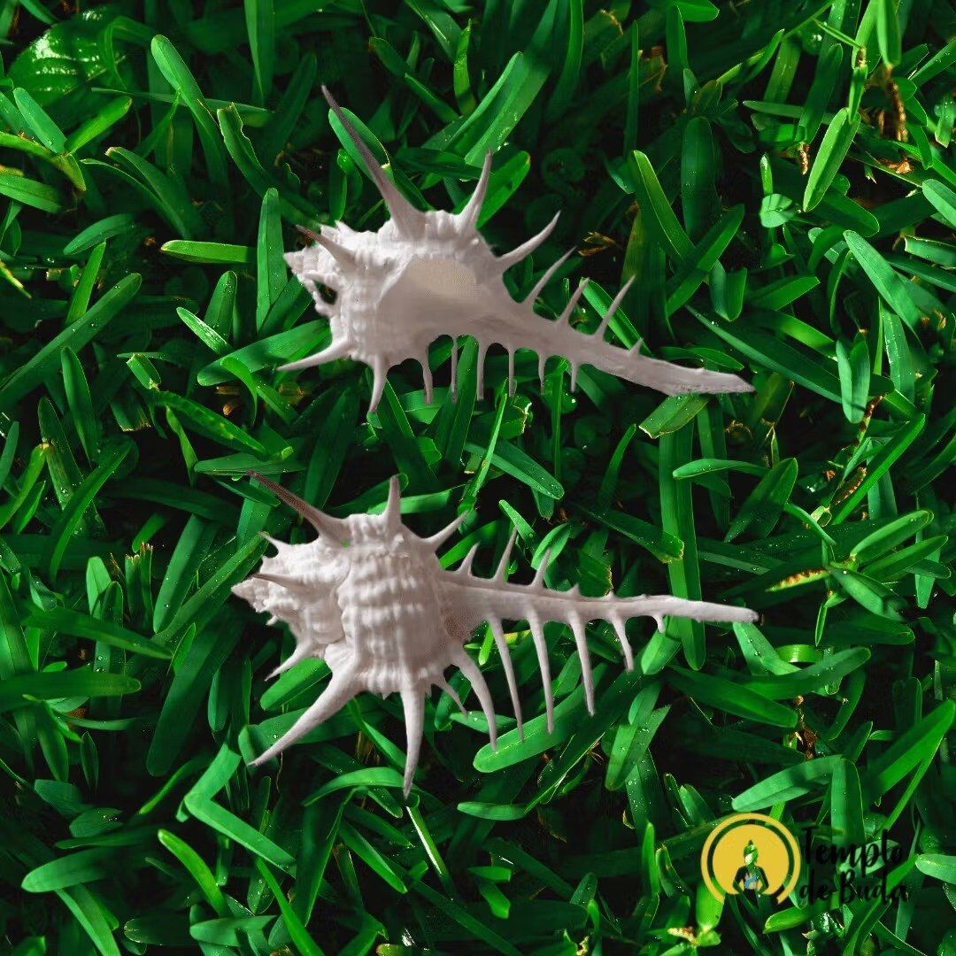 Concha Murex Negrospinosus