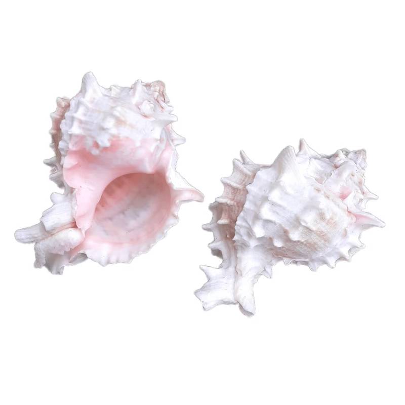 Concha Murex Ramosus Rosa