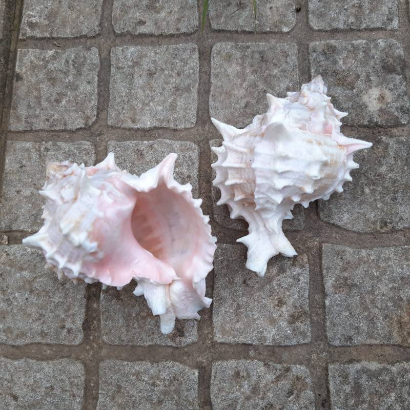Concha Murex Ramosus Rosa