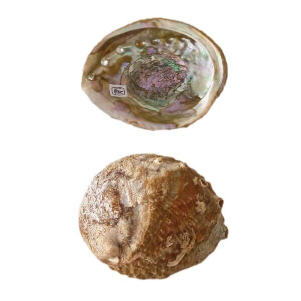 Concha Abalone Verde