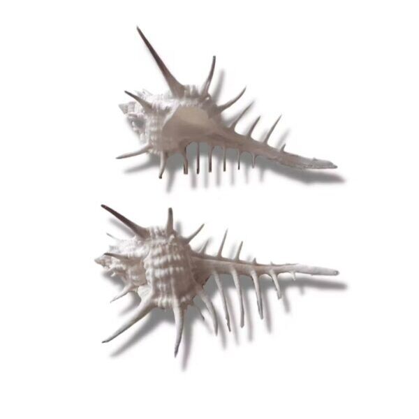 Concha Murex Negrospinosus