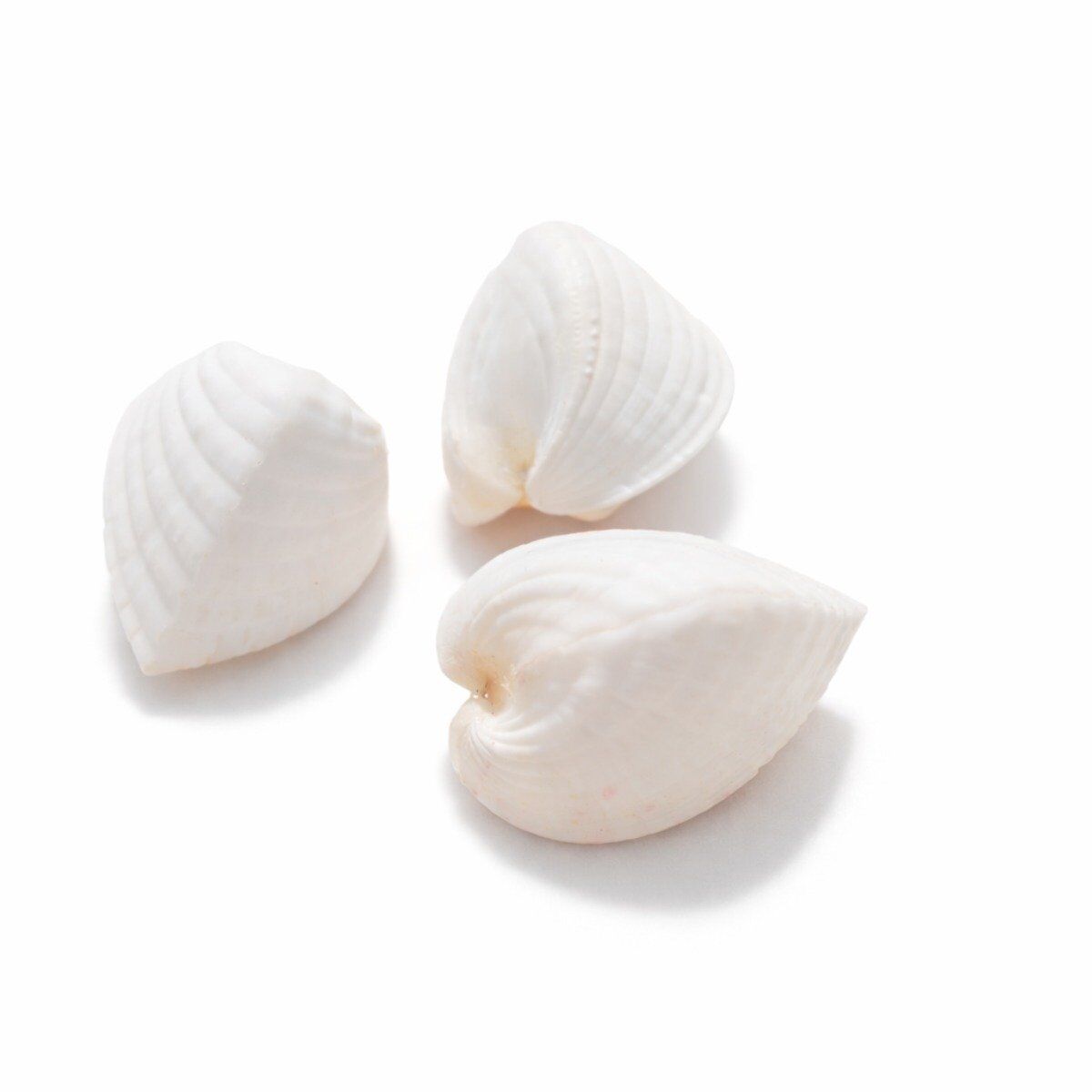 Concha Cardium Unedo