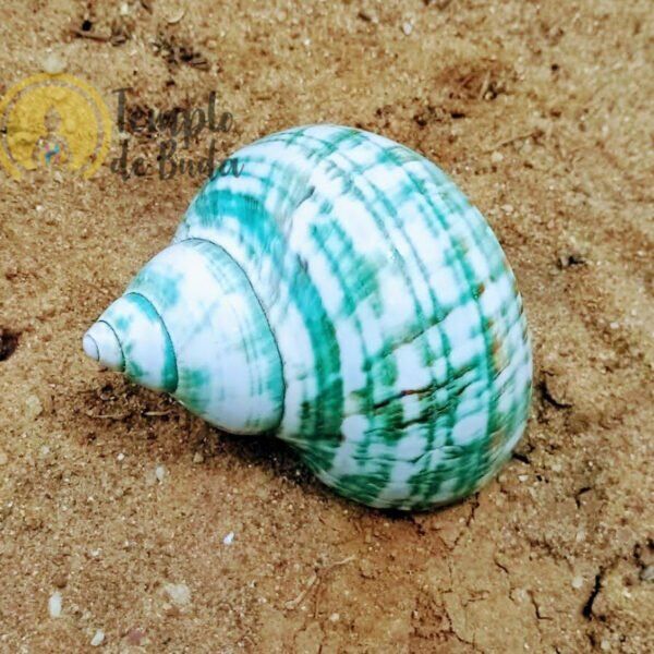 Concha Turbus Burges 7-8cm